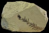 Dawn Redwood (Metasequoia) Fossil - Montana #165188-1